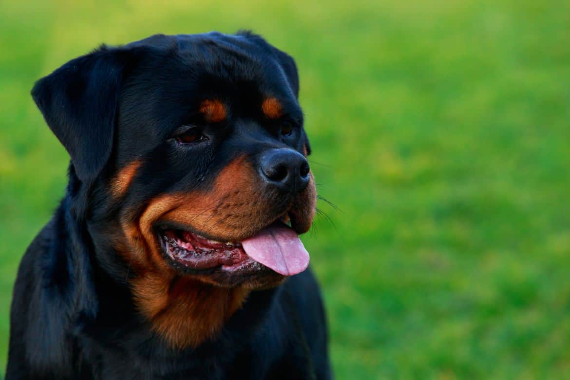 Why your Rottweiler is out of control