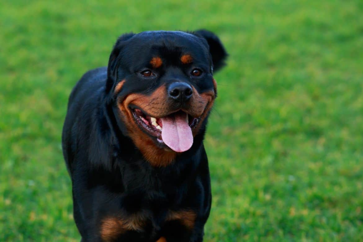 Why does my Rottweiler walk in front of me?
