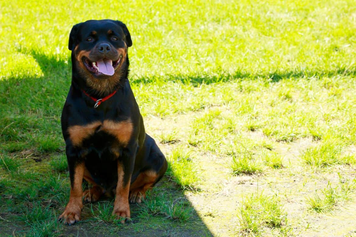 Why does my Rottweiler circle me?