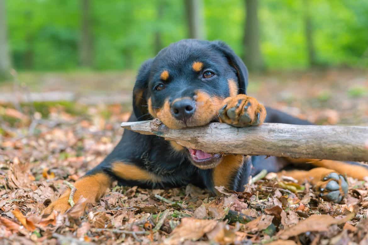 Why does my dog eat wood?