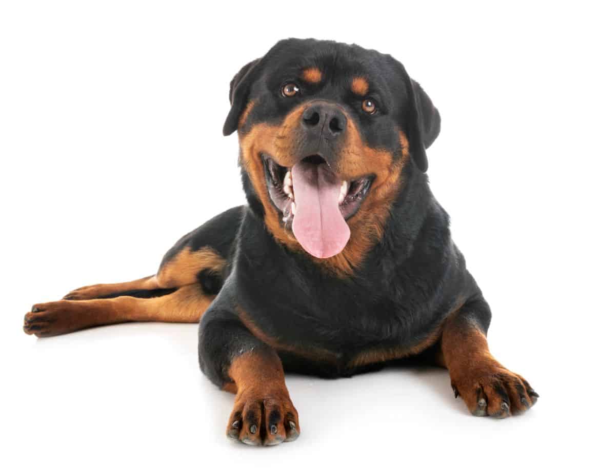 Why does my Rottweiler put its paw on me?