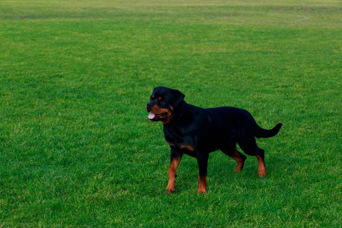 Why does my Rottweiler pee when excited?
