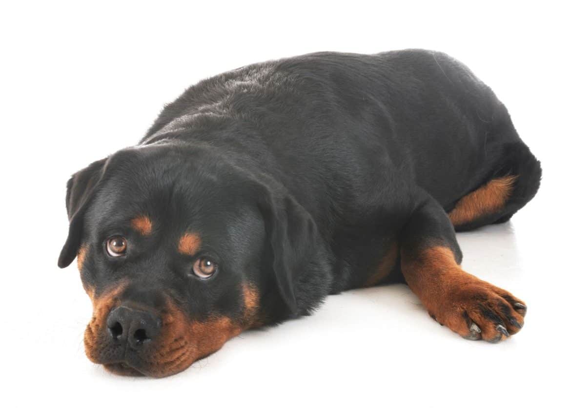 Why is my Rottweiler bored?