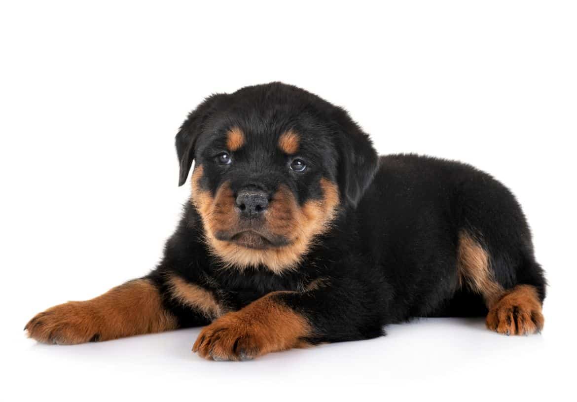 Why does my Rottweiler bite my hands and arms?