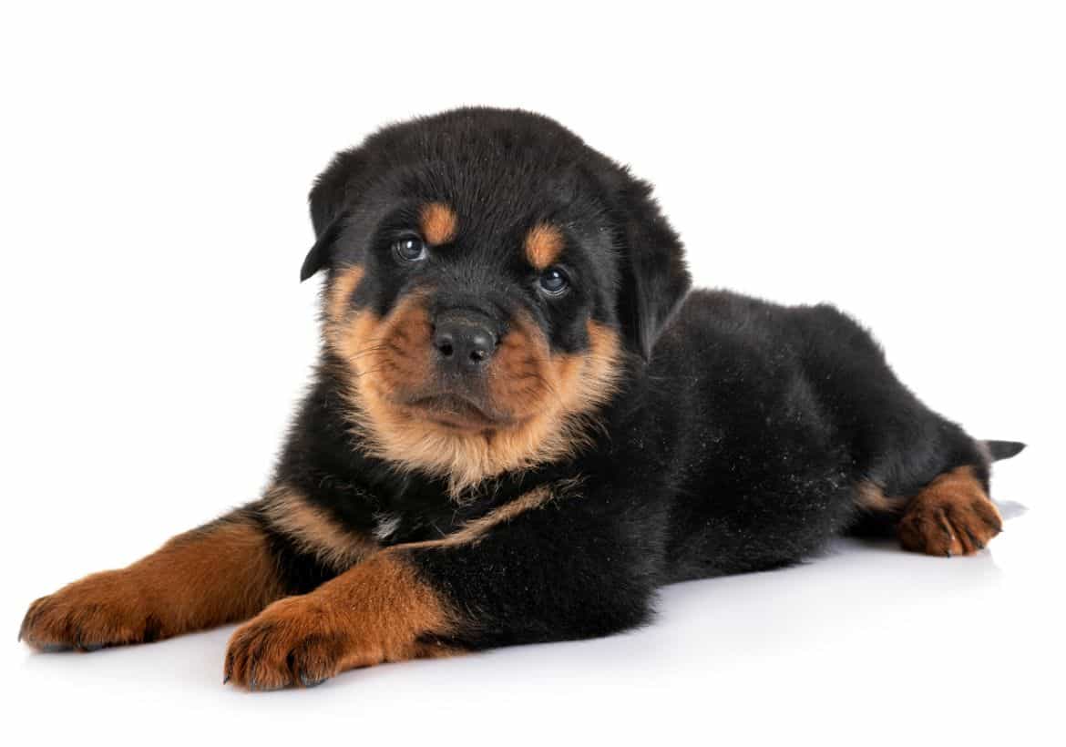 Why does my Rottweiler cower?