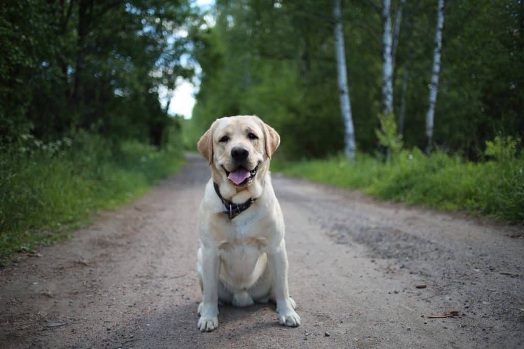 why-does-my-dog-constantly-sniff-on-walks