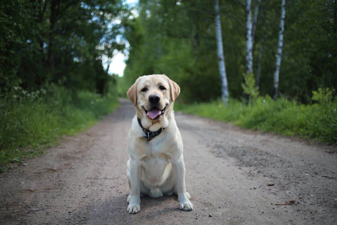 Why does my Labrador bark at me?