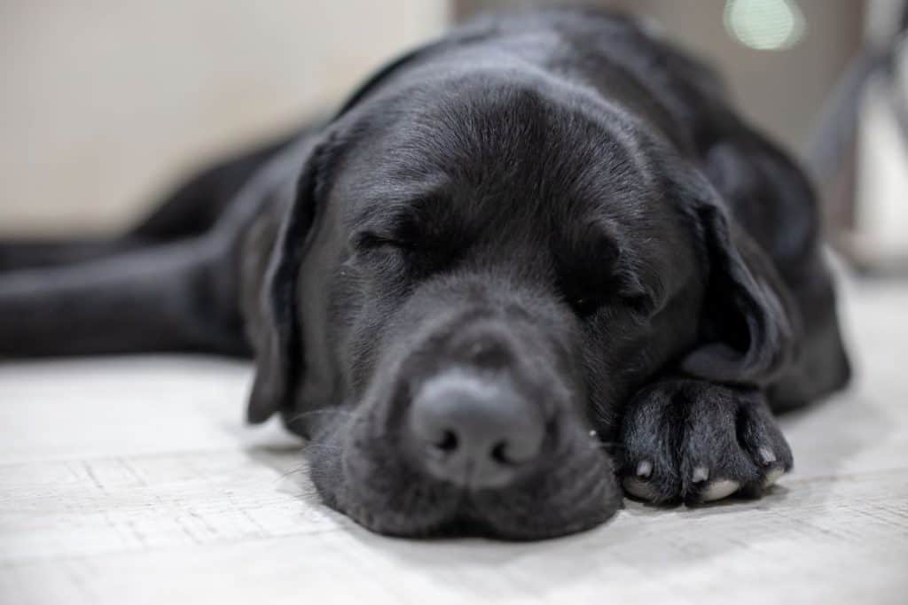 Download Why does my Labrador sleep so much?