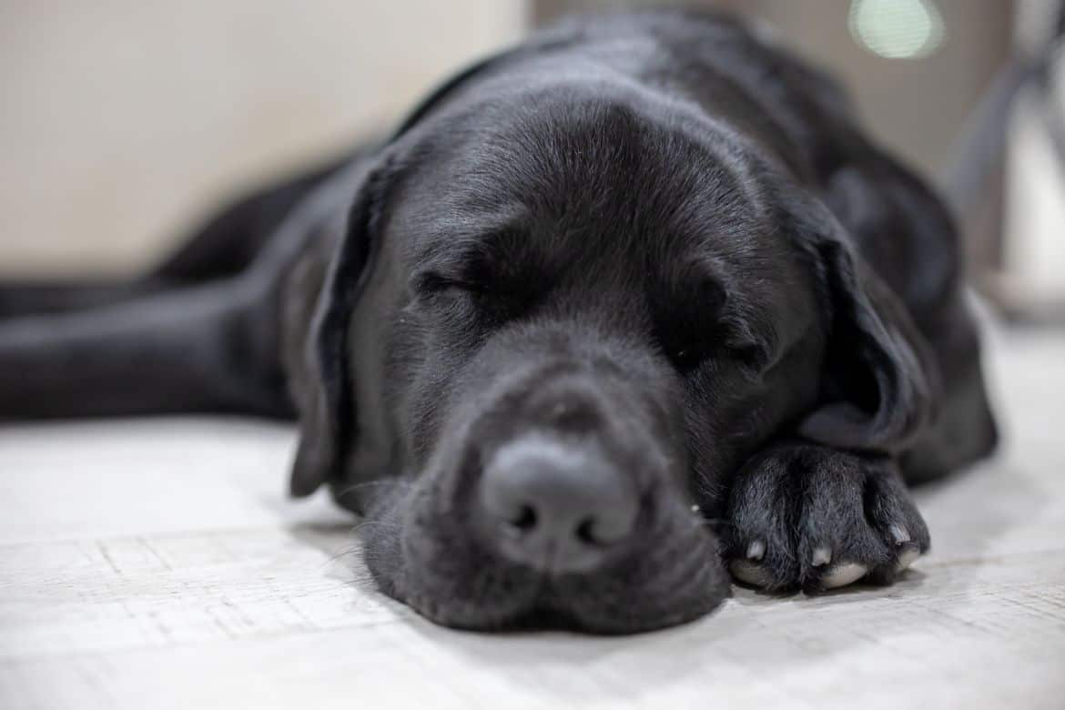 Why does my Labrador sleep next to me?