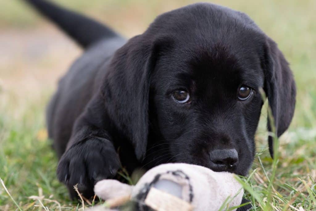 how-to-keep-a-labrador-entertained