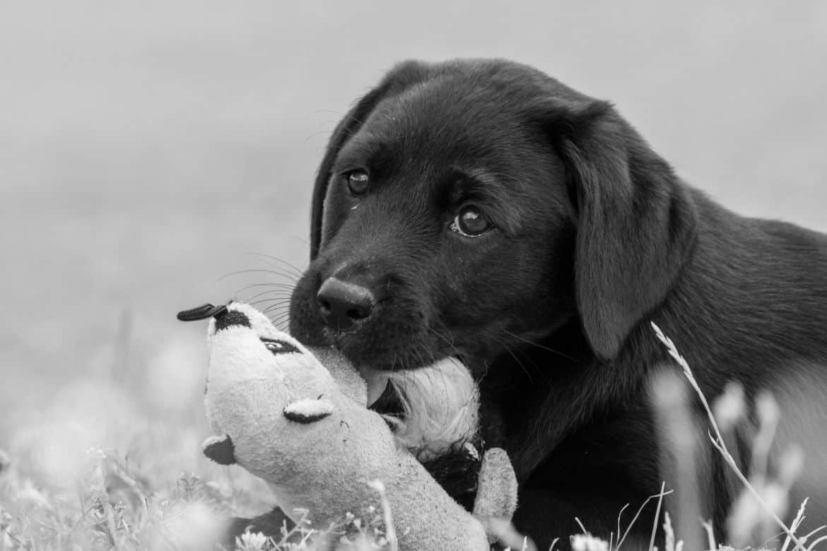 Why your dog cries when it carries toys