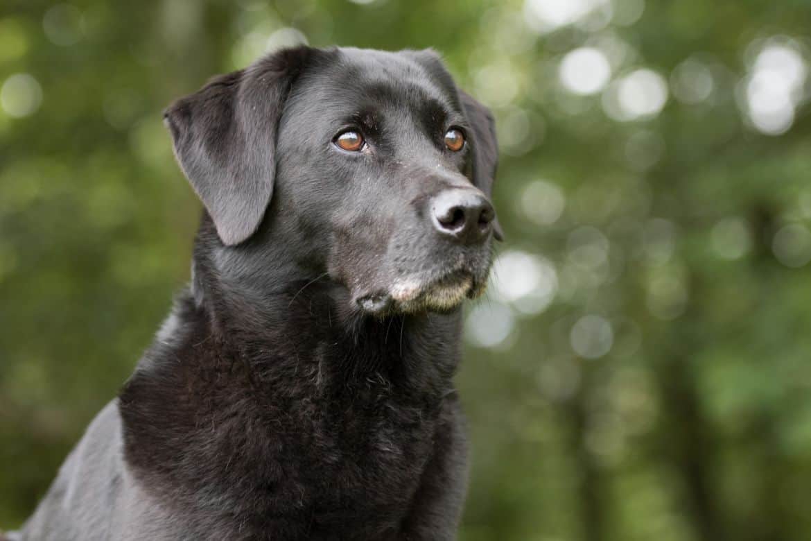 Why does my Labrador howl at sirens and thunder?