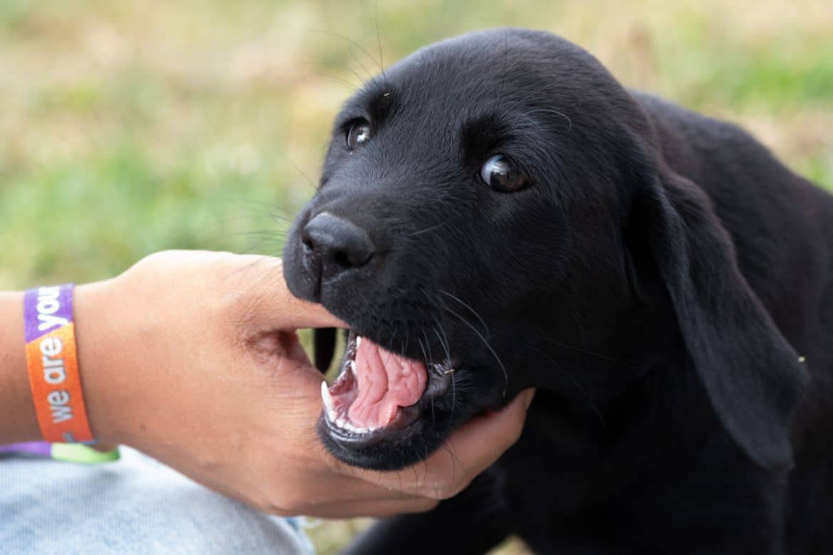 Why does my Labrador grab or bite my arm?