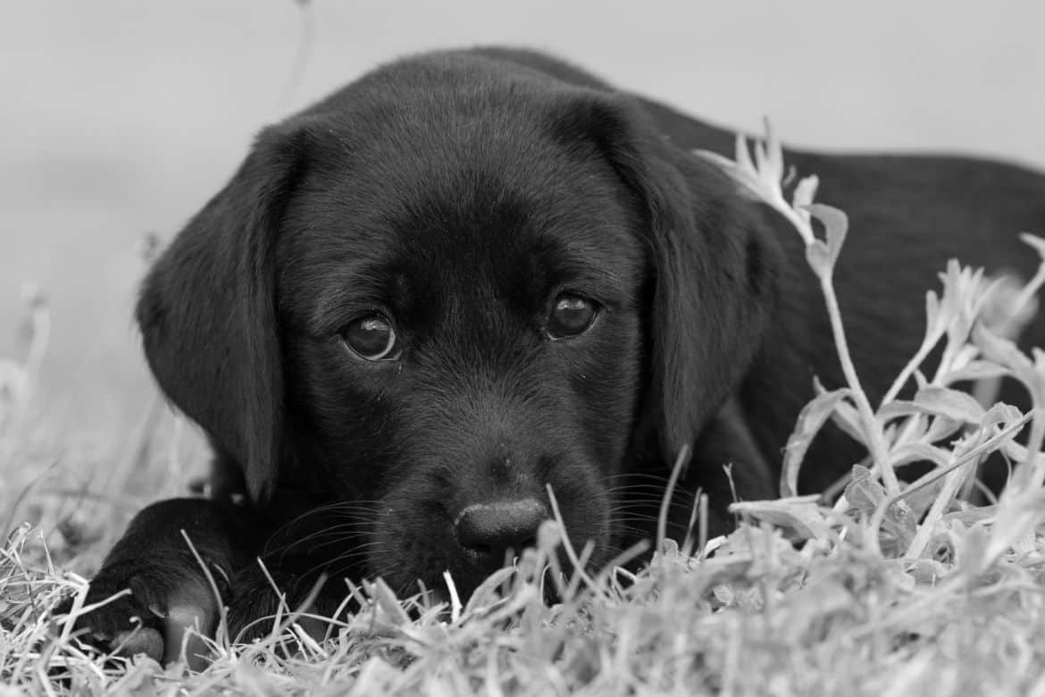 how much food do you feed a lab puppy