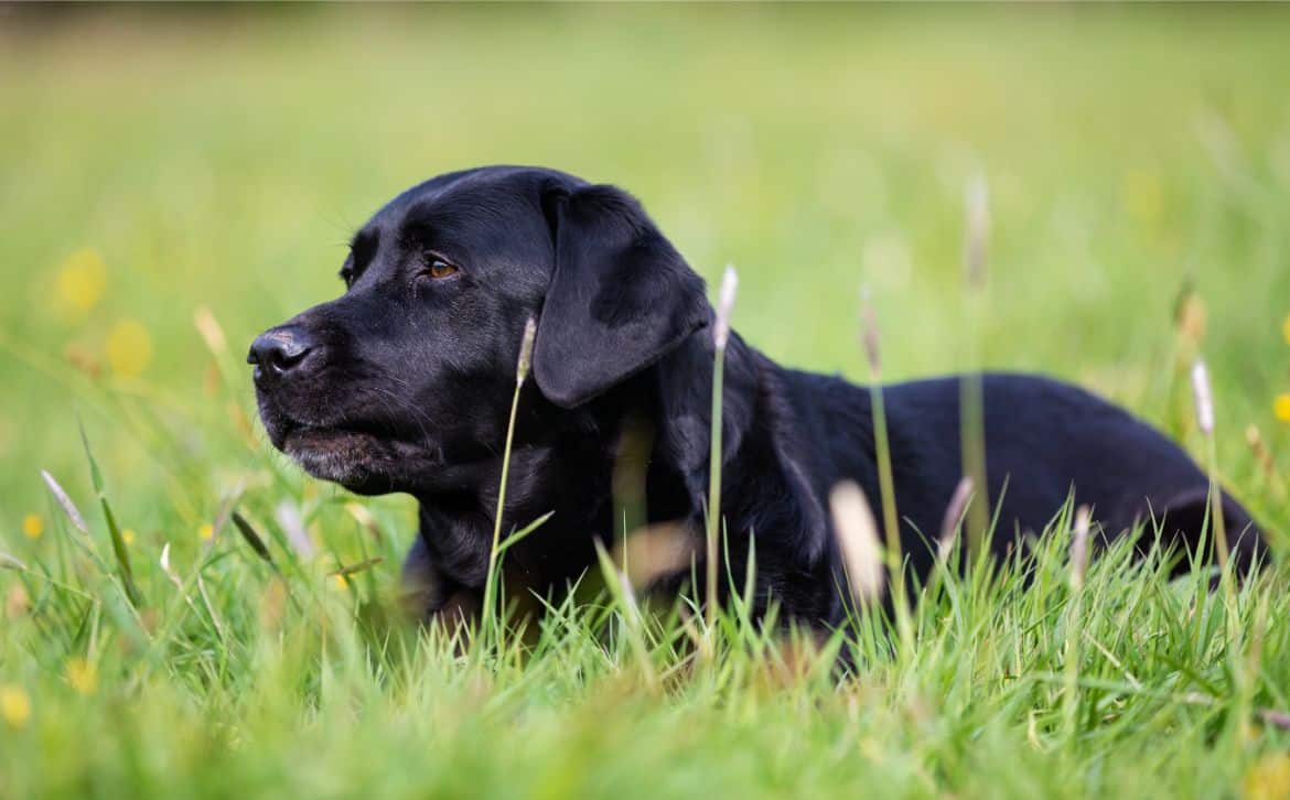 Why does my Labrador roll in the grass?