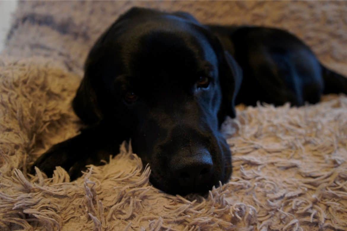 Can my Labrador sleep with me?