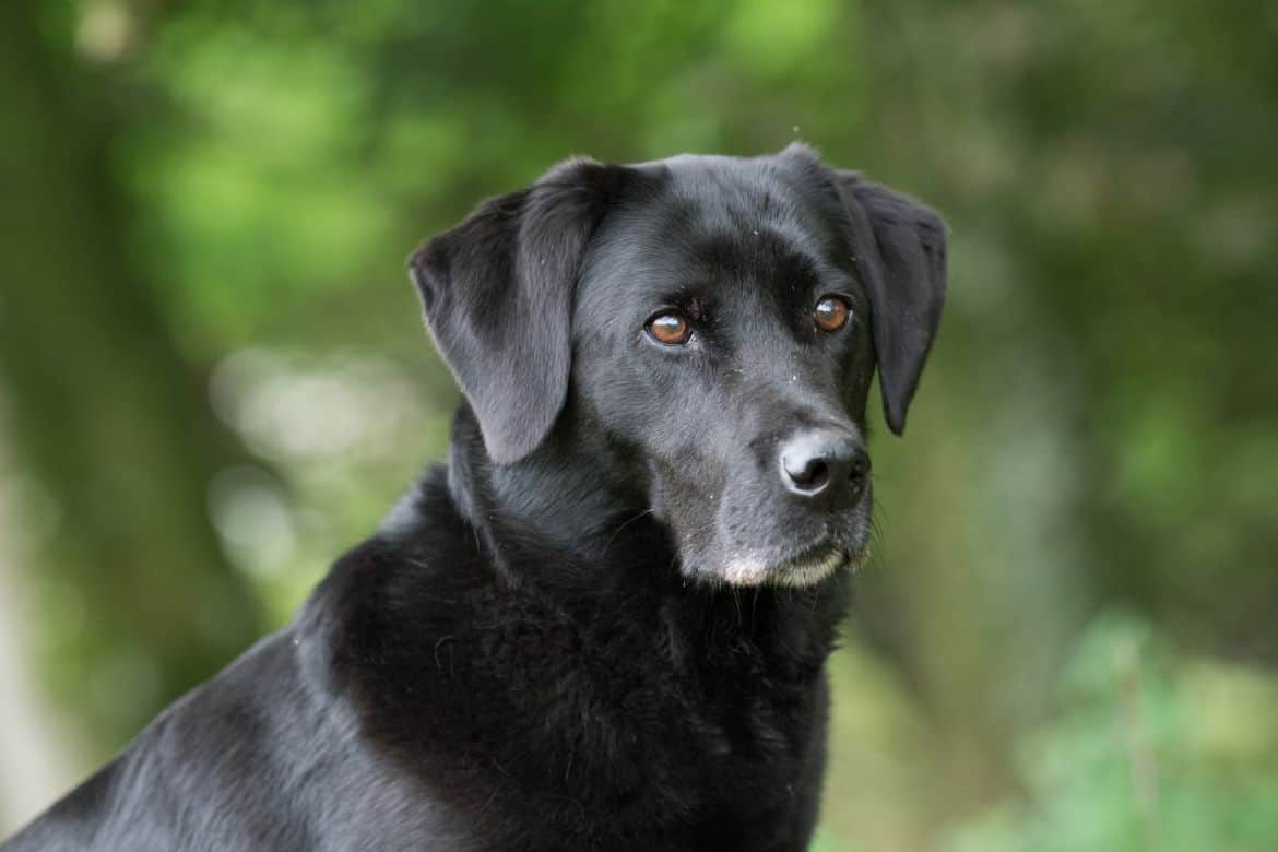 Why does my Labrador growl at other dogs?