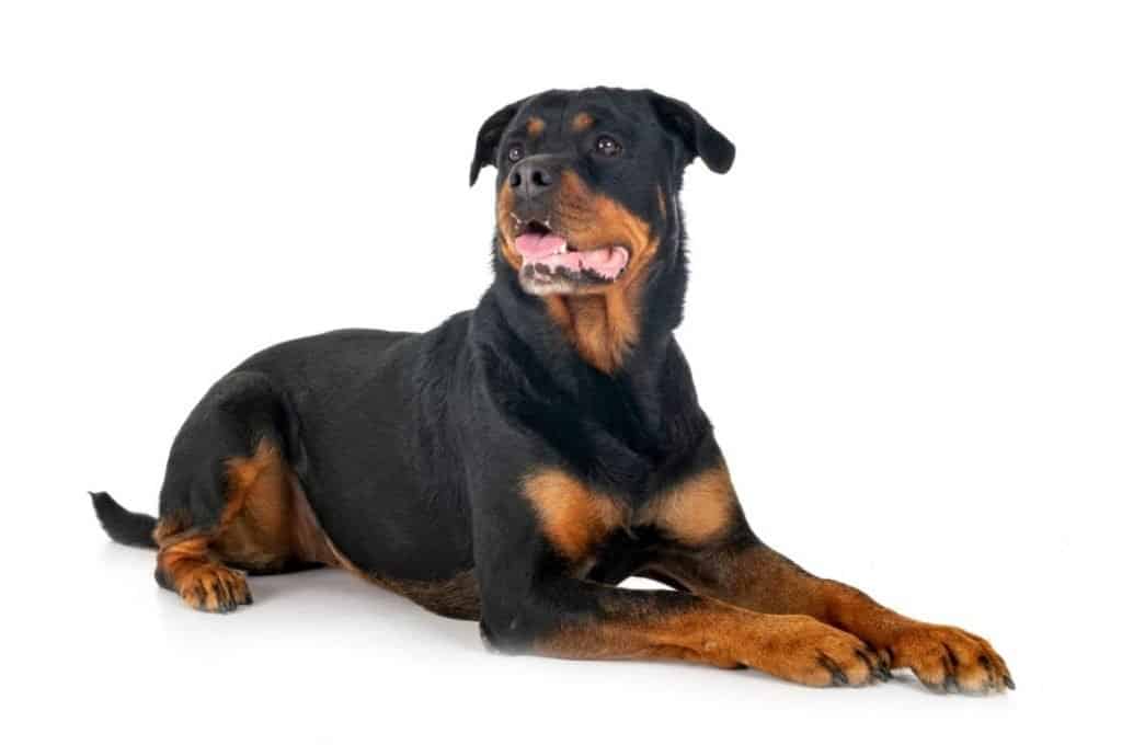 Why is my Rottweiler skinny?