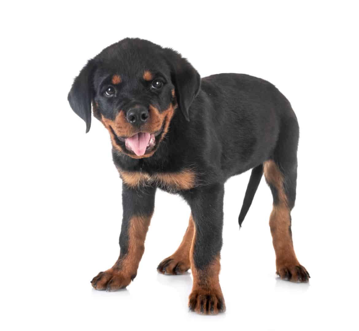 Why does my Rottweiler walk behind me?