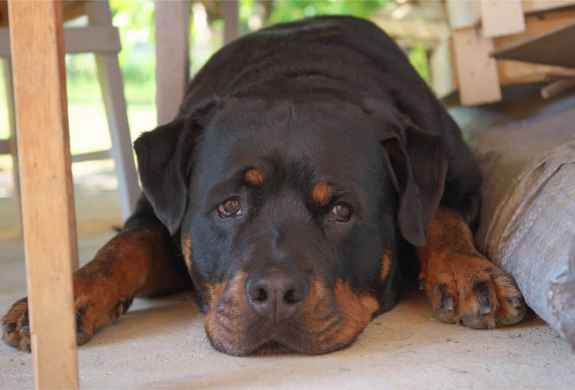 Why does my Rottweiler sleep by the door?