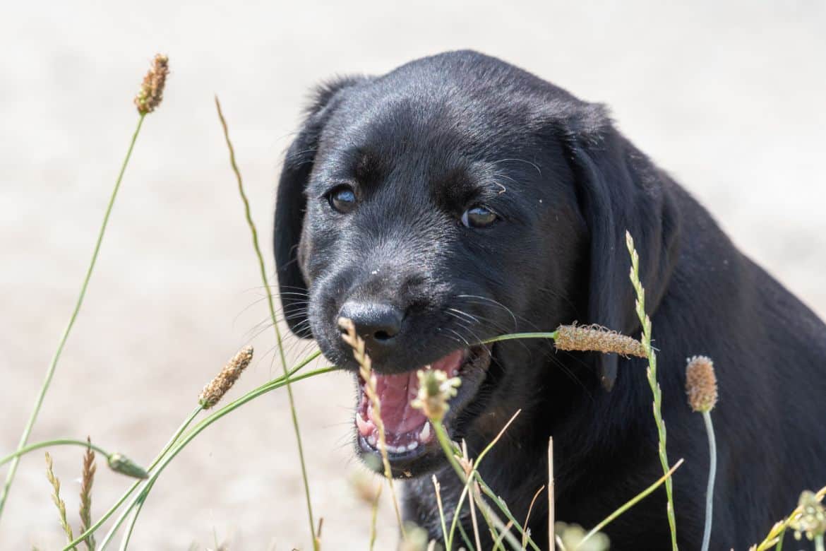 Why does my Labrador whine a lot?