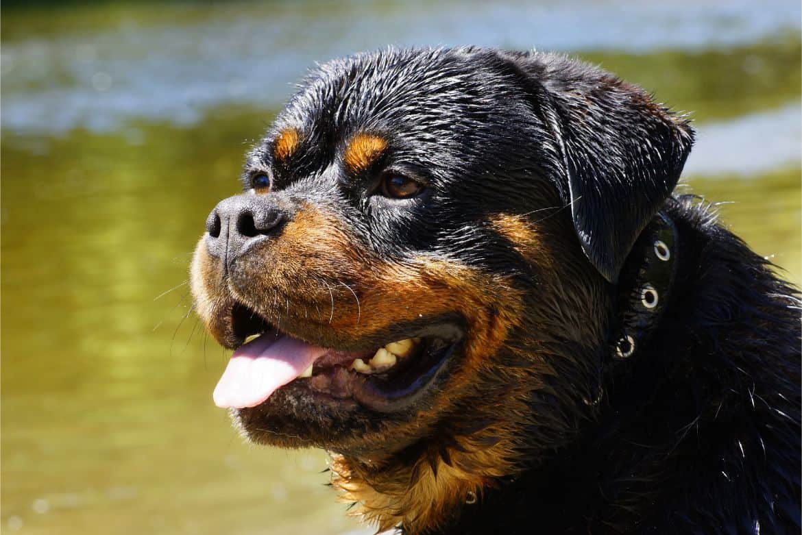 Why is my Rottweiler so fat?