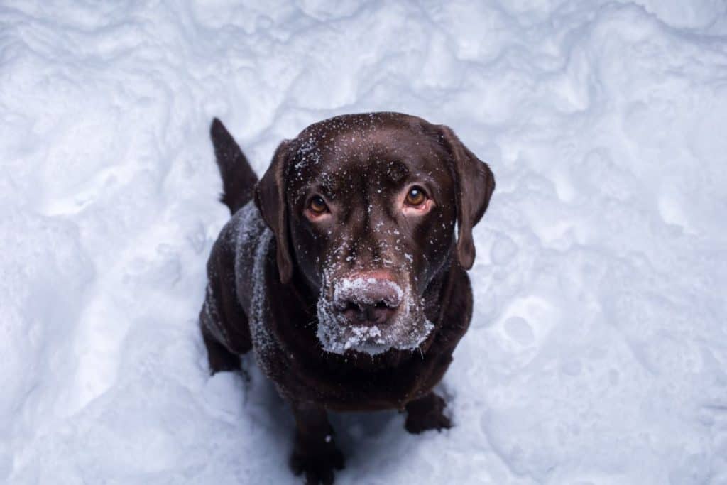 Why does my Labrador stand in front of me?