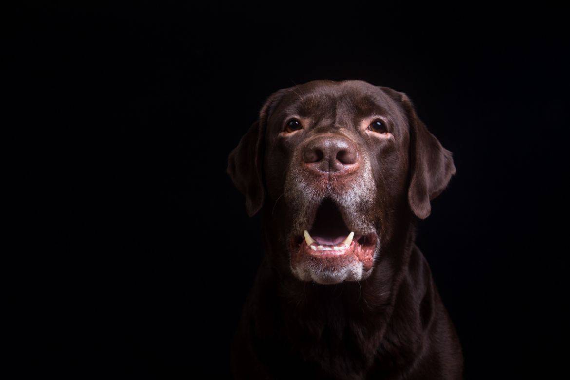 Why does my Labrador snap at me?