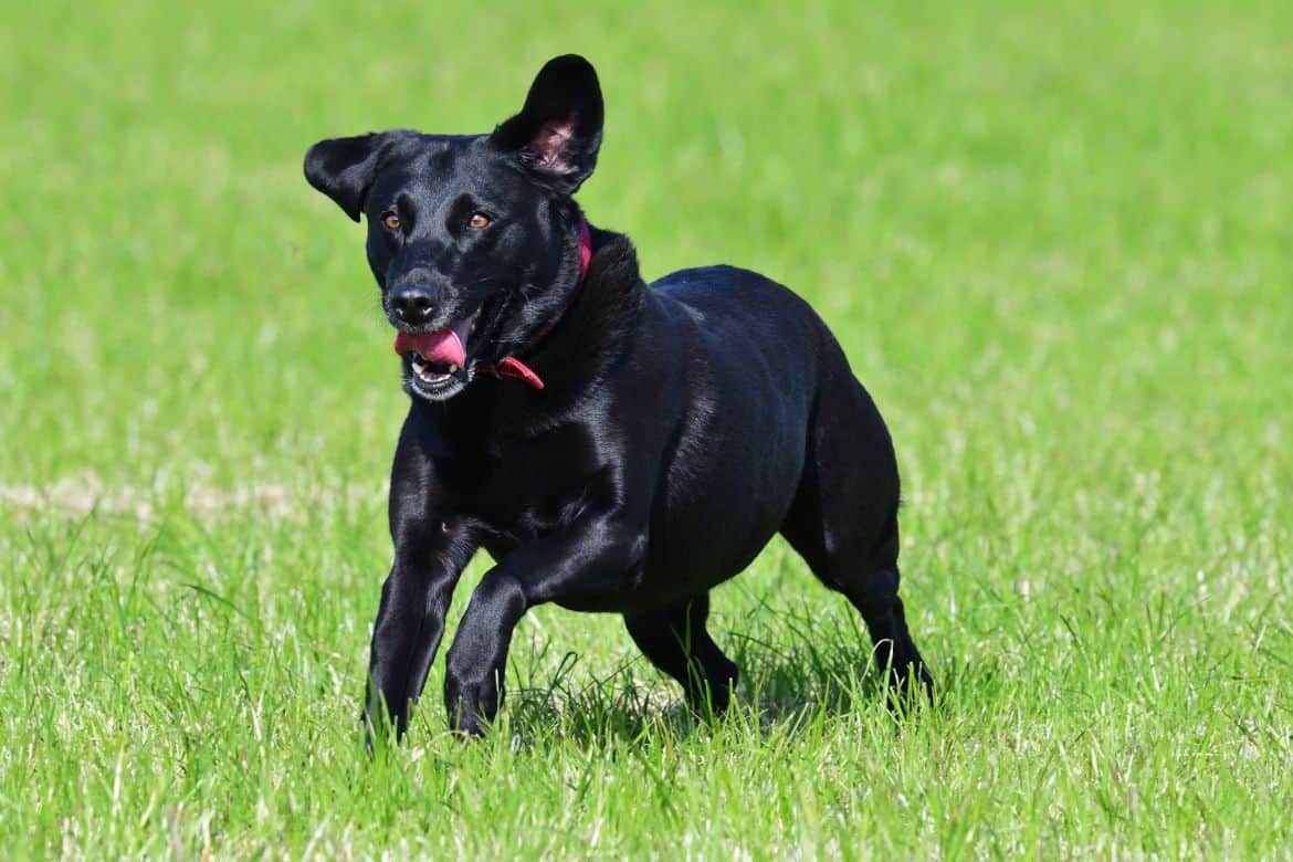 smaller labrador