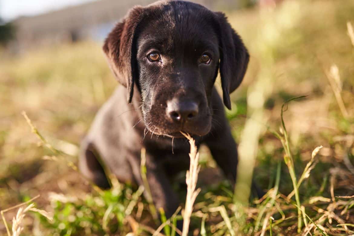 Why does my Labrador nibble?