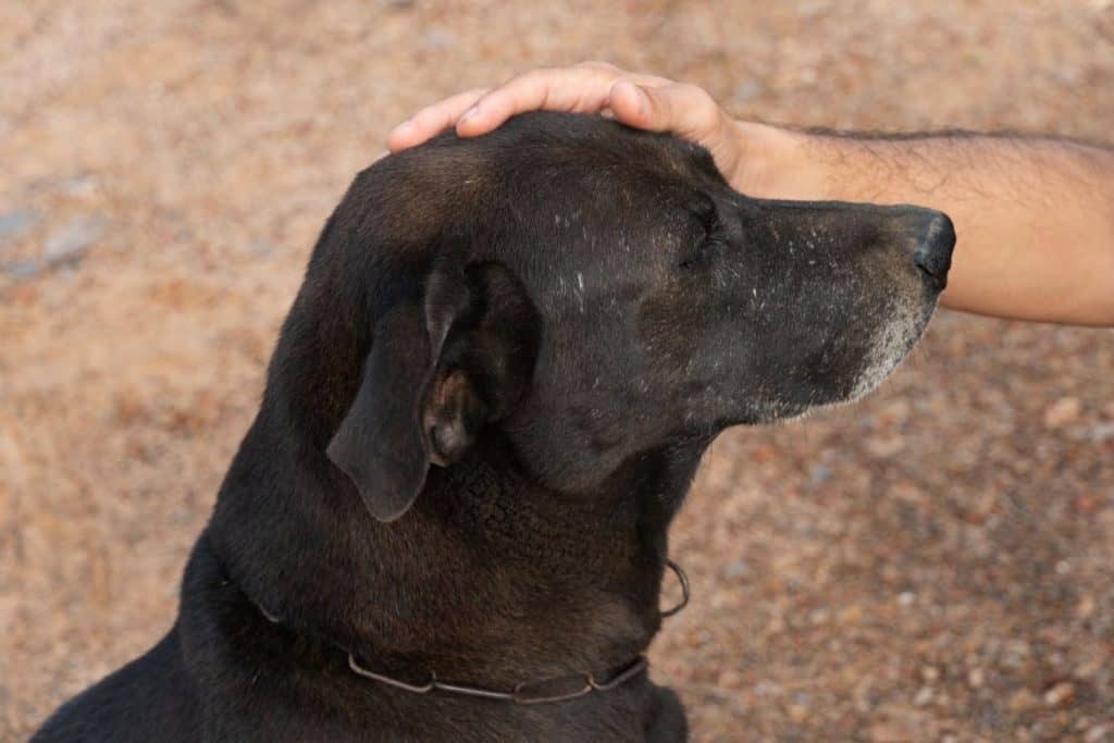 why-does-my-labrador-grumble