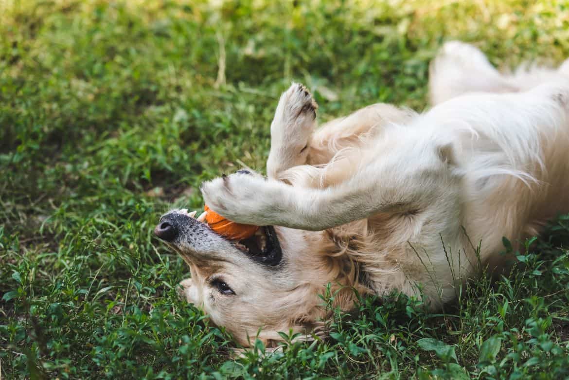 How to keep a Golden Retriever entertained?