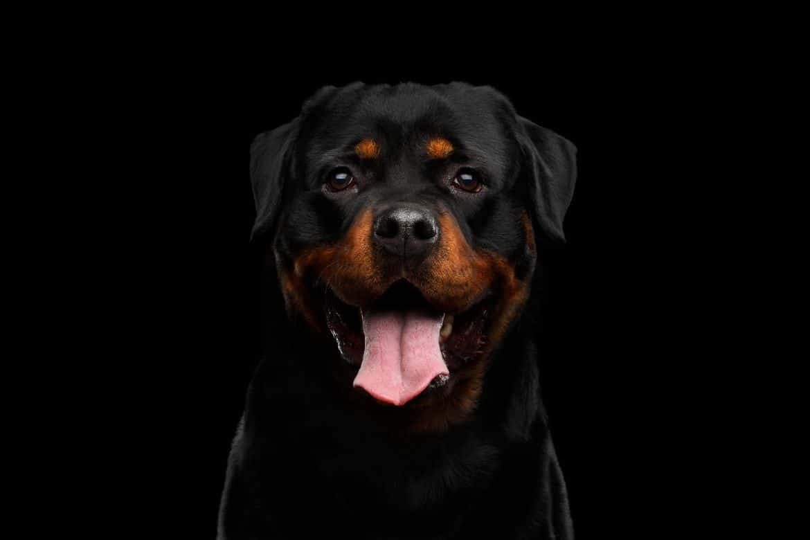 Why is my Rottweiler so hyper at night?