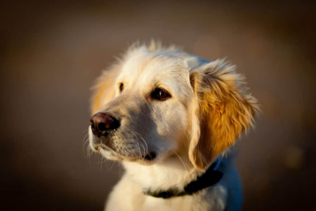 would my golden retriever be happier on a farm
