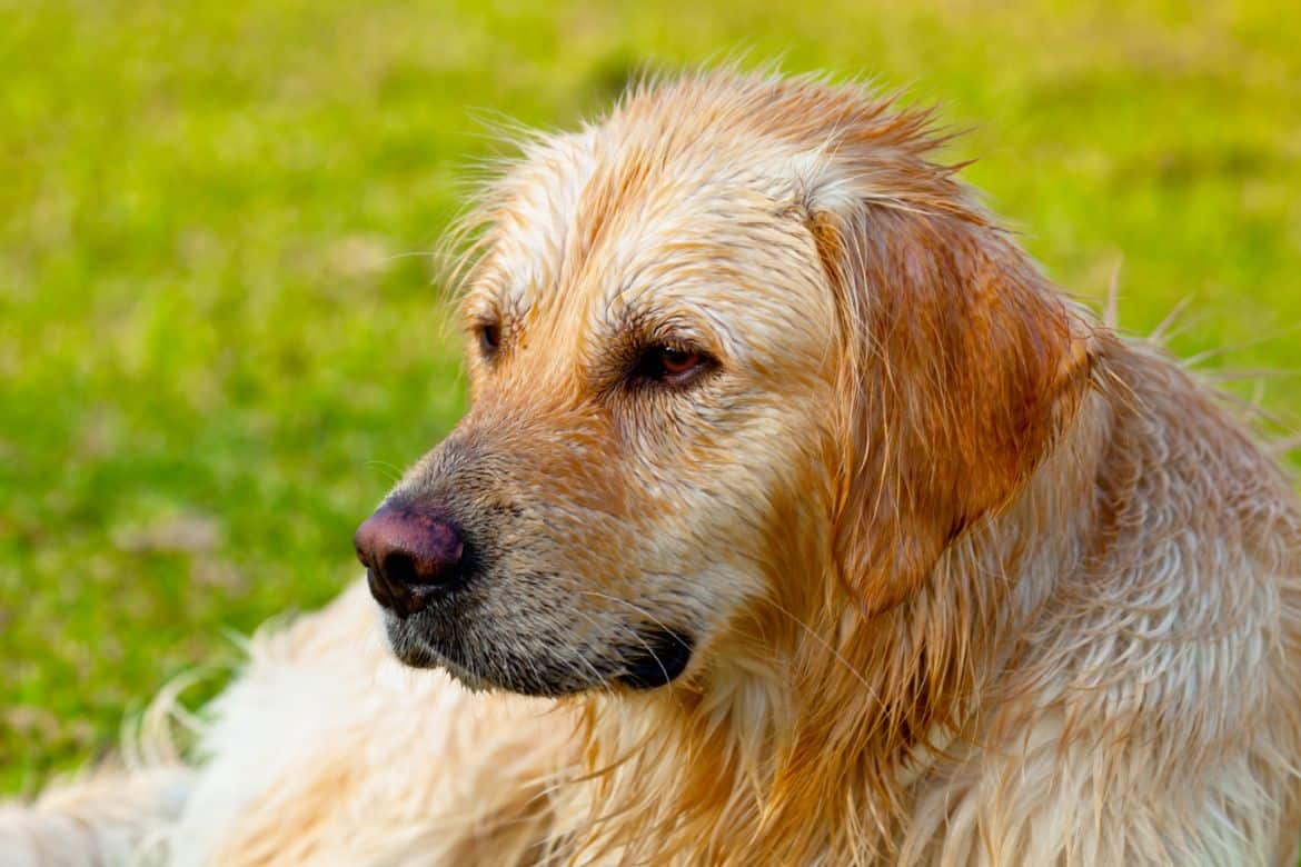 Why does my Golden Retriever grumble?