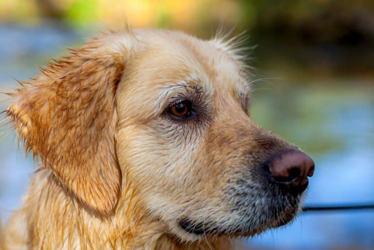 Does my Golden Retriever love me?