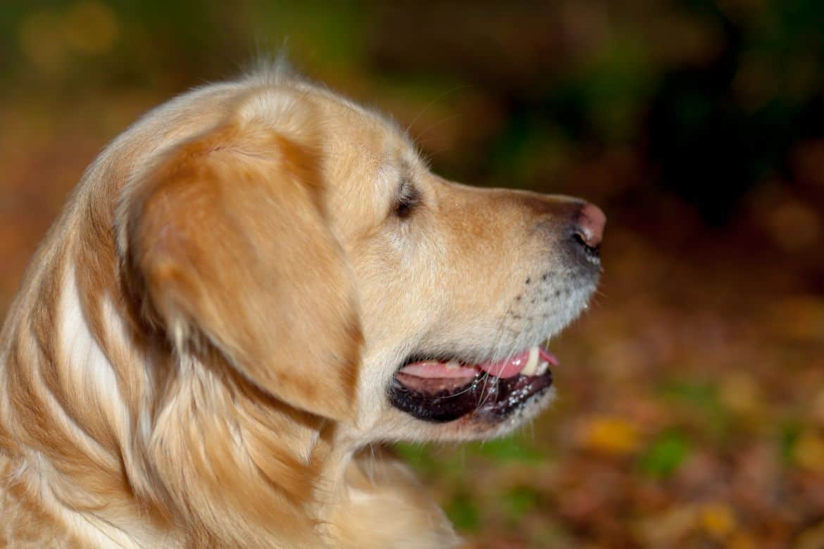 Why does my Golden Retriever smell?