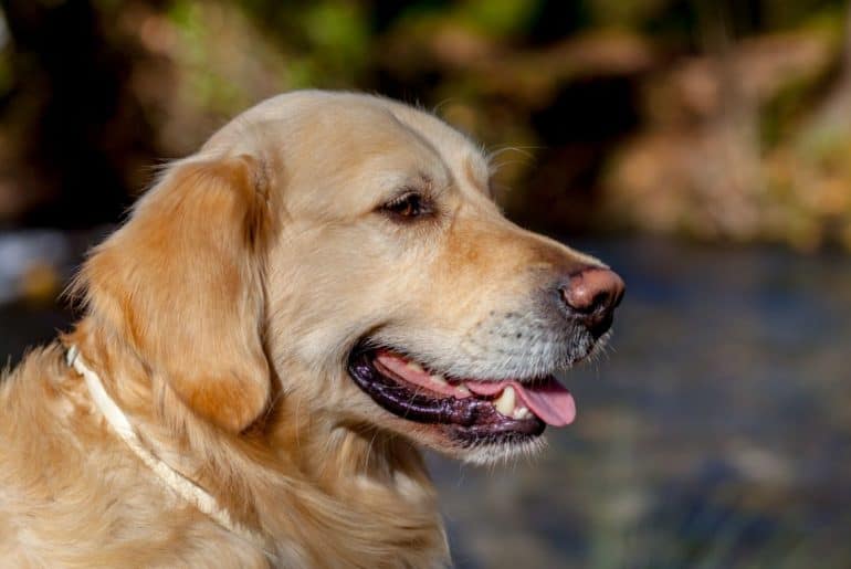 21 Golden Retriever Mixes (With Pictures)