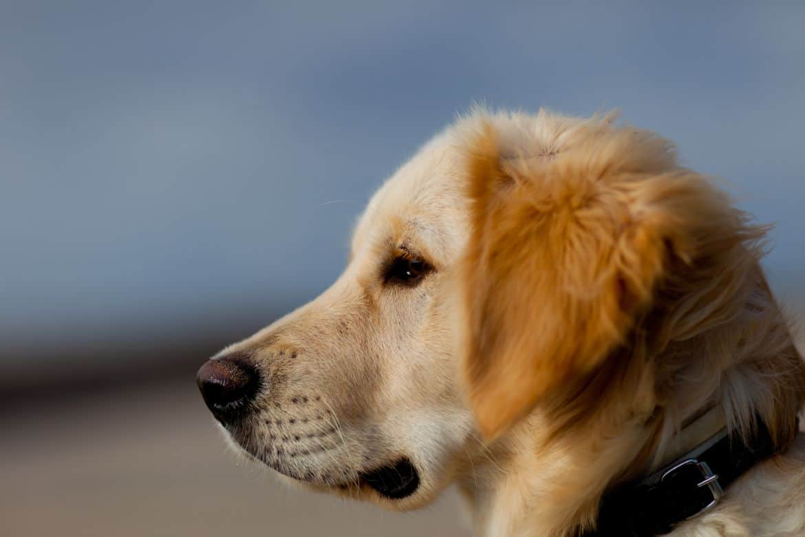 Why does my Golden Retriever bark at nothing?