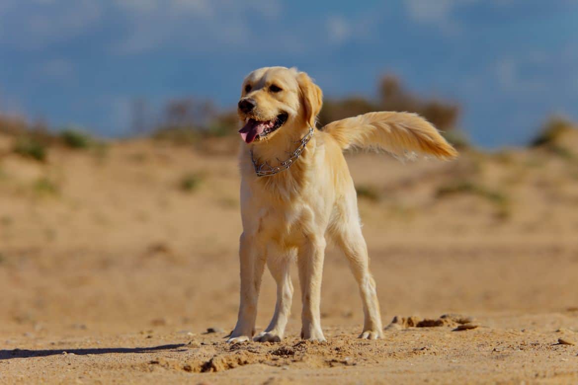 What Happens if a Dog Eats Seashells?