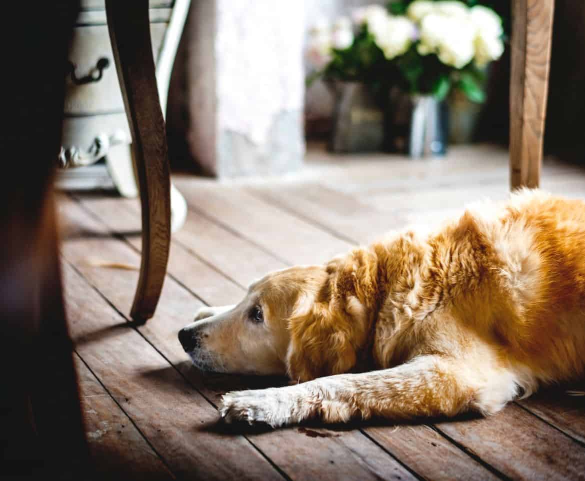 Why won’t my Golden Retriever stop scratching the floor?