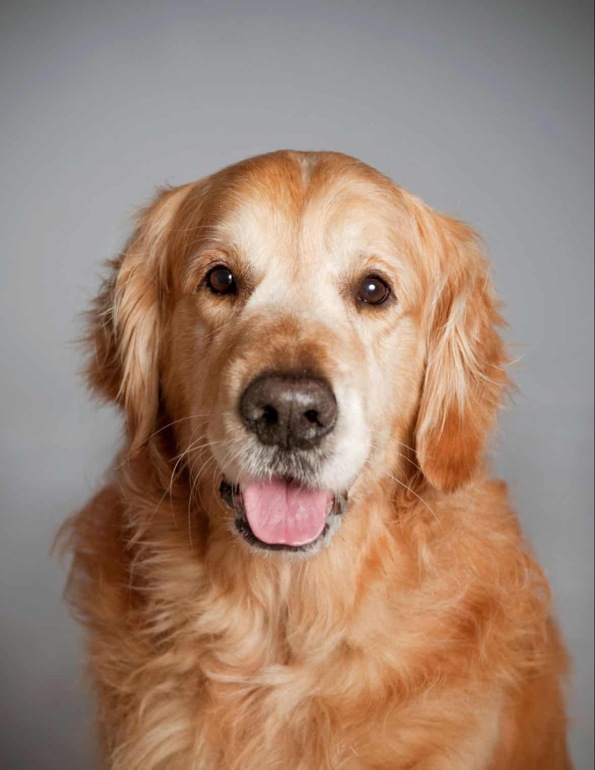 golden retriever dog portrait PWXGMKM e1599229180972