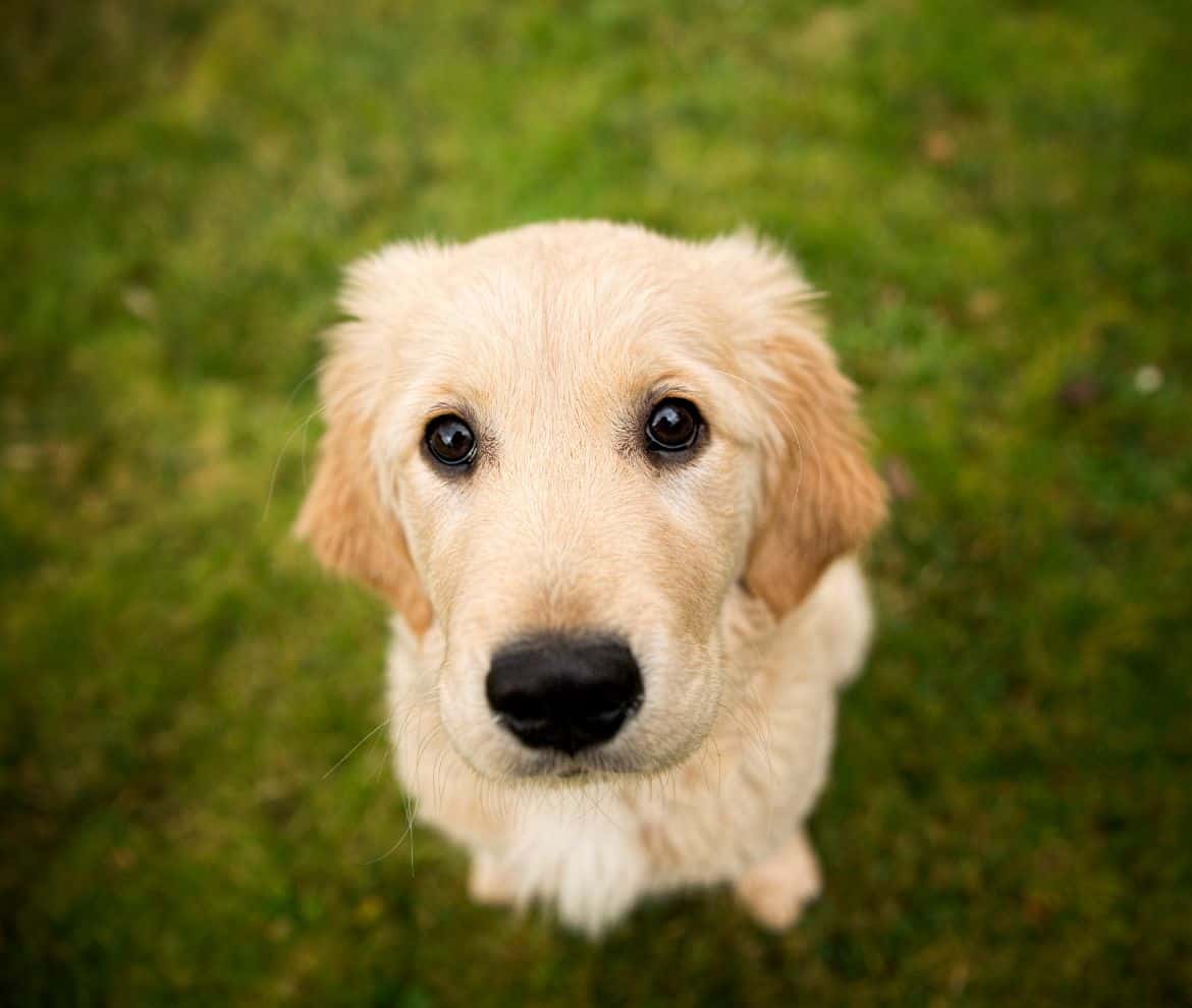 Why does my Golden Retriever puppy cry so much?
