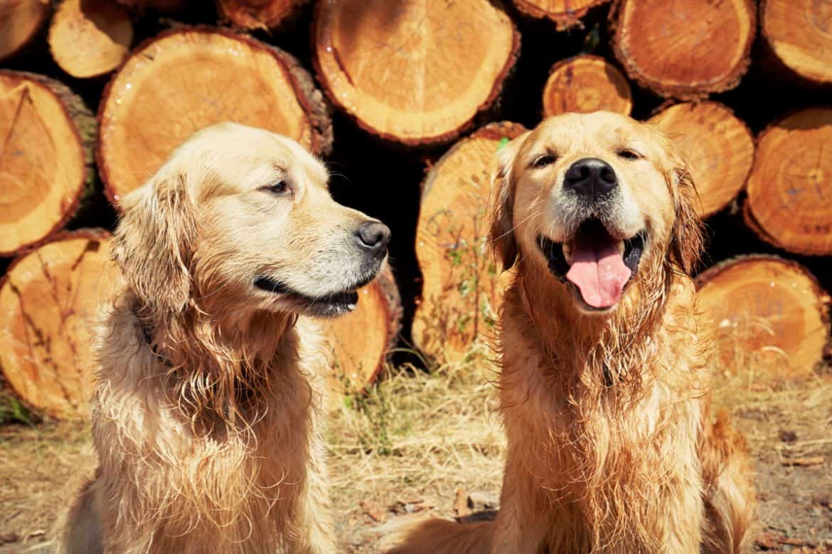 Why does my Golden Retriever not like other dogs?
