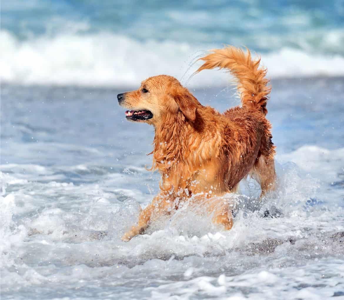 Why your Golden Retriever is out of control