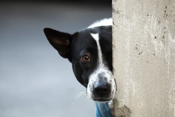 should-you-let-your-dog-cry-in-the-crate