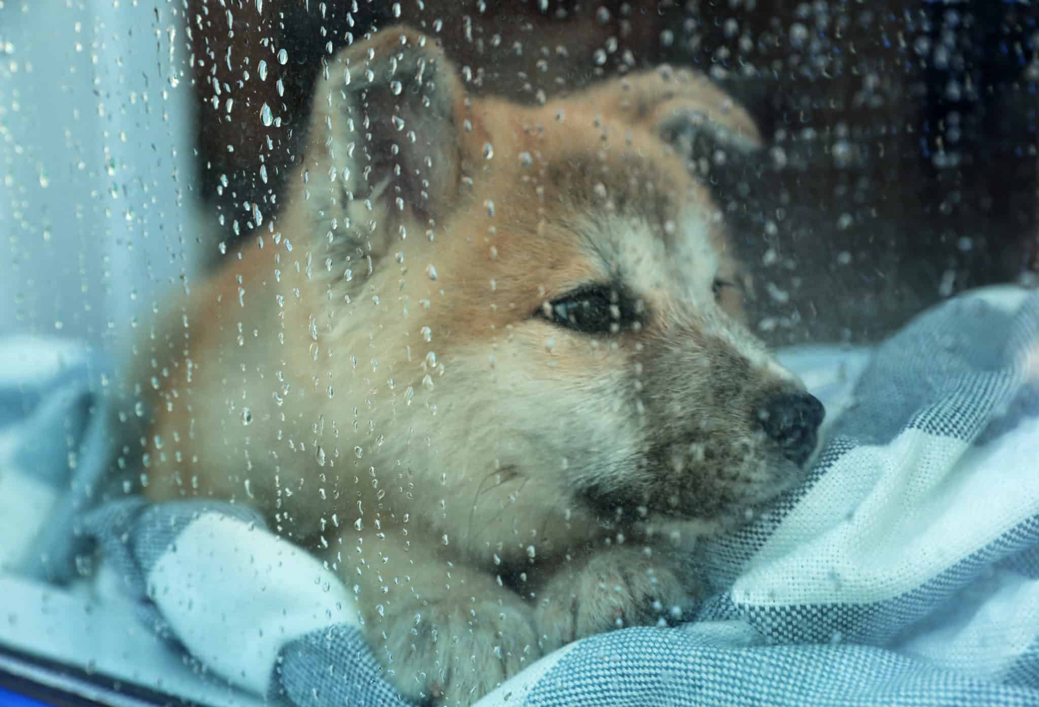 do-dogs-sleep-more-in-rainy-weather