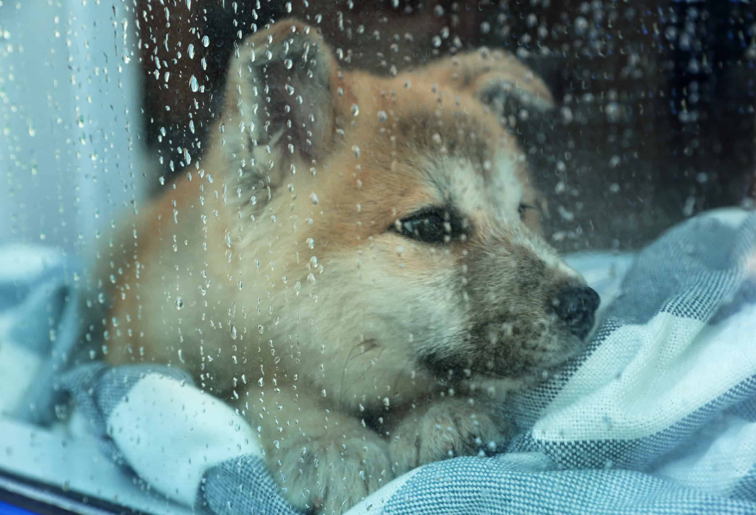 Why does my dog act weird when it rains?