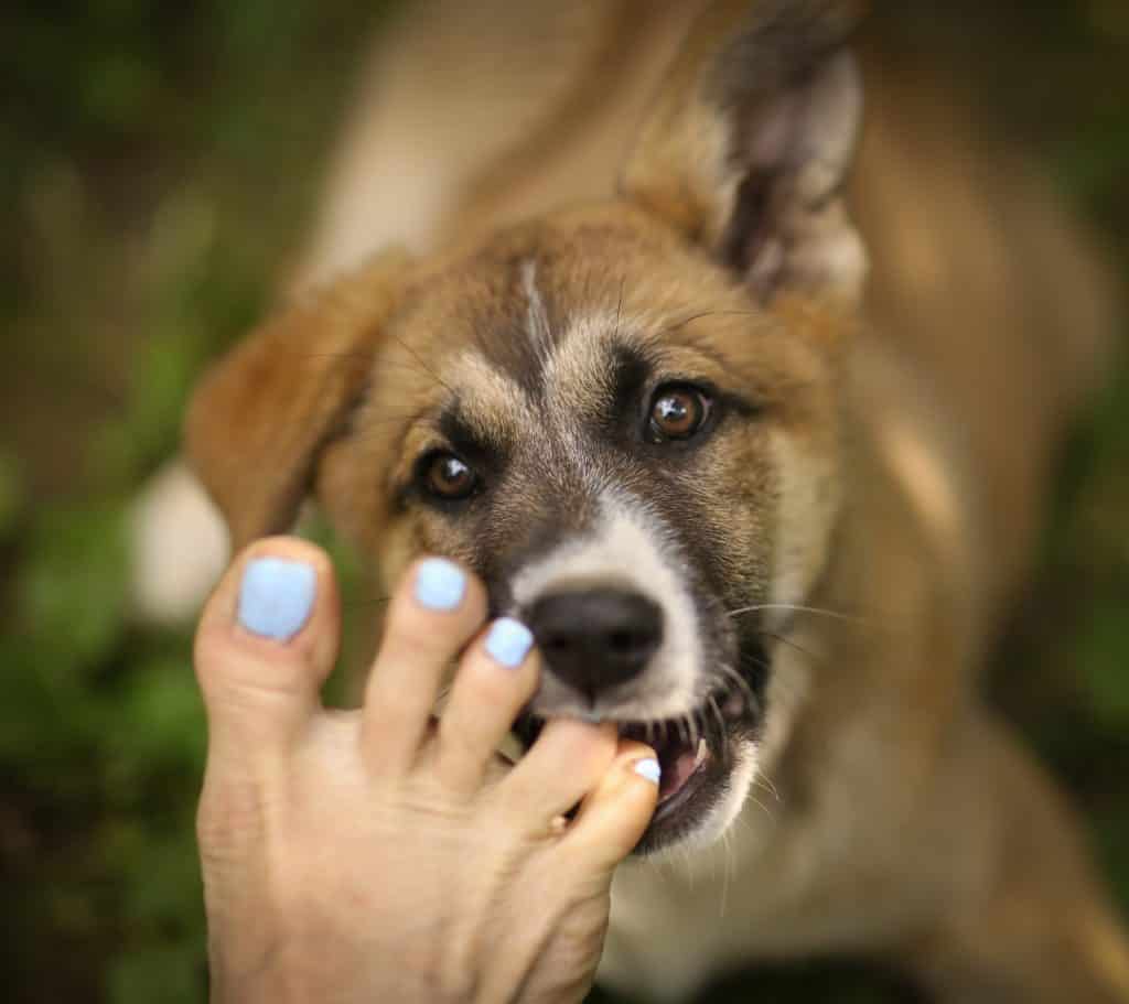 Why does my dog nibble me with its front teeth?