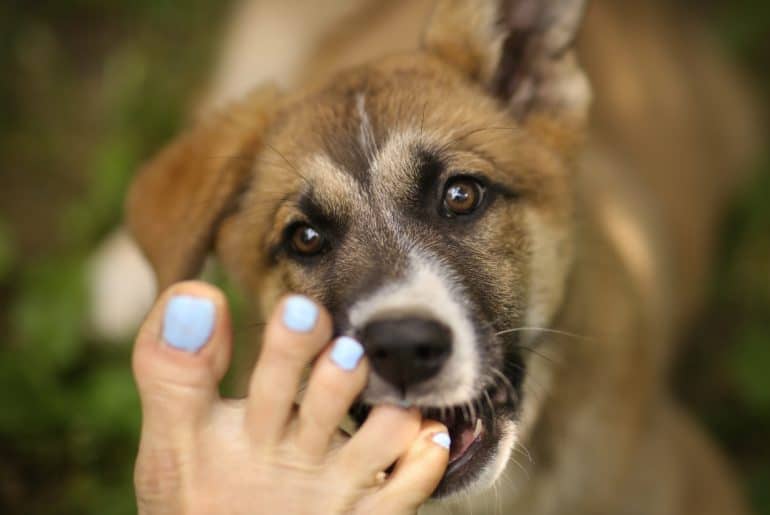 why-does-my-dog-nibble-me-with-its-front-teeth